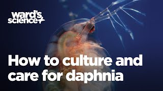 Caring and Culturing for Daphnia [upl. by Neiv33]