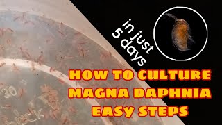 How to Culture Magna Daphnia Easily [upl. by Hallimaj]