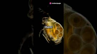 How to culture Daphnia for your Aquarium [upl. by Ettennahs]