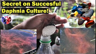 How to Culture Daphnia Successfully [upl. by Znarf]