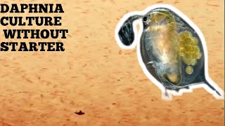 HOW TO CULTURE DAPHNIA NATURALLY WITHOUT A STARTER [upl. by Lepper]