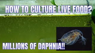 How to Culture Daphnia Secret Method to Breed MILLIONS  Simply Aquatic [upl. by Annohsat]