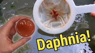 How I Culture Daphnia In Outdoor Tubs [upl. by Aisilef]