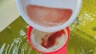 How to culture daphnia  Daphnia culture  How to grow daphnia outdoor [upl. by Millur]