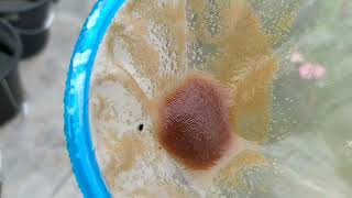 How to culture daphnia moina in a small container Part 1 English Subtitle [upl. by Orin]