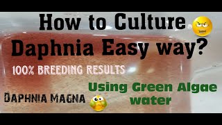 Daphnia MagnaHow to Culture Daphnia Easy wayCulturing Daphnia using Green water Daphnia [upl. by Cathleen787]