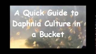 How to culture daphnia outside [upl. by Aleirbag]