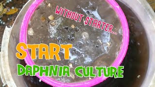 How to culture daphnia moina the easy way 1  Starting the Daphnia culture [upl. by Jentoft]