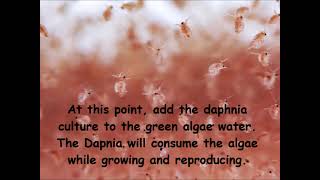 Daphnia  How to grow daphnia in your home [upl. by Inah]