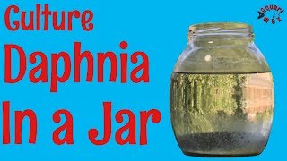 How to Culture Daphnia in a Jar [upl. by Holcman306]