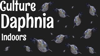 How to Culture Daphnia [upl. by Yrekaz]