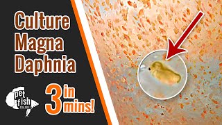 How to culture DAPHNIA MAGNA  The easy way [upl. by Erich]