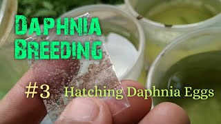 Daphnia Culture made simple and easy 3  Hatching Daphnia eggs [upl. by Ahsenyl]