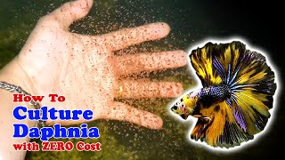 How to Culture Daphnia with ZERO Cost  Unlimited Live Food For Our Fish [upl. by Pik528]