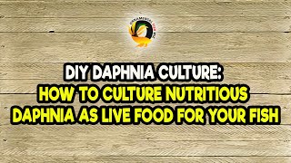 DIY Daphnia Culture How to Culture Nutritious Daphnia as Live Food for Your Fish [upl. by Dewitt140]