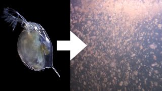 How I Culture Daphnia [upl. by Reivazx]