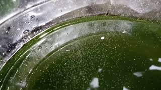 DAPHNIA MOINA CULTURE IN A SMALL BUCKET [upl. by Ikilisav560]