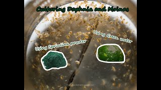 How To Culture Daphnia and Moinas using Green Water Spirulina powder [upl. by Daenis]