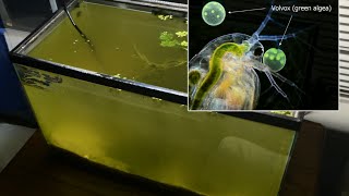 Raising Daphnia for the Freshwater Aquarium [upl. by Tara]