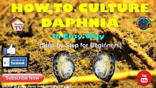 HOW TO CULTURE DAPHNIA In Easy Way [upl. by Wanids]